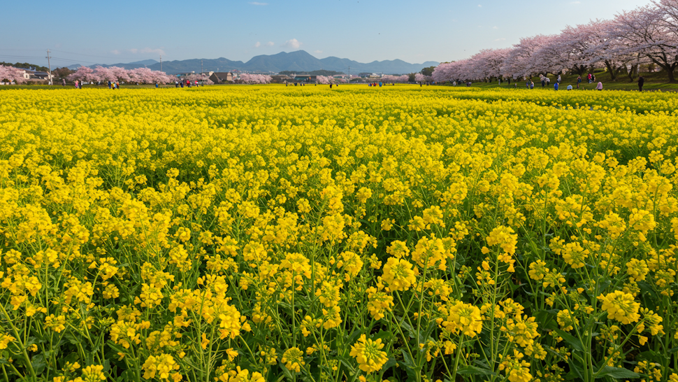 俳句で使われる季語「菜の花」をイメージした写真です